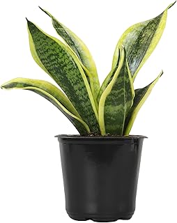 Altman Plants Live Snake Plant (Superba), Approx. 13