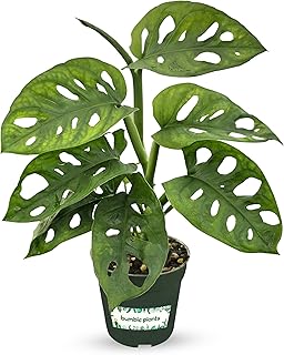Bumble Plants Monstera Adansonii Real Indoor Plants Live Houseplants [Wi...