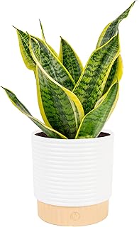 Costa Farms Snake Plant, Mother-in-Law's Tongue Live Plant in Decorative...