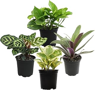 Essential Houseplant Collection (4PK) Live Plants Indoor Plants Live Hou...