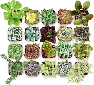 Shop Succulents Collectors Succulent Plant Pack Collection - Live Mini S...