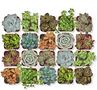 Altman Plants, Live Succulent Plants (20 Pack) Assorted Potted Succulent...
