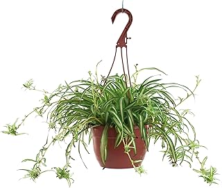 American Plant Exchange Spider Plant – Live Indoor Hanging Houseplant, 8...