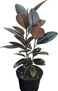 Burgundy Rubber Plant, 8 inch Pot, Live Indoor Ficus Elastica Tree, 2-3 ...