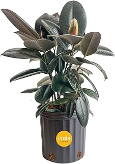 Costa Farms Burgundy Rubber Plant, Live Indoor Ficus Elastica Tree, Live...