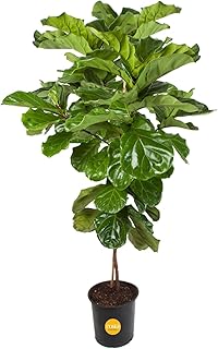 Costa Farms Fiddle Leaf Fig Tree Live Plant in Plastic Pot, Large Indoor...