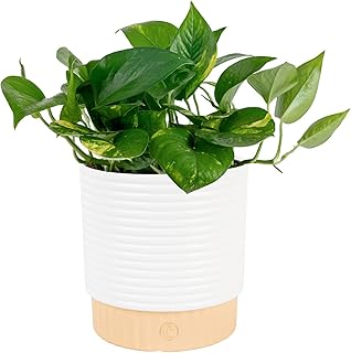 Costa Farms Golden Pothos Live Plant in Decorative Pot, Easy to Maintain...