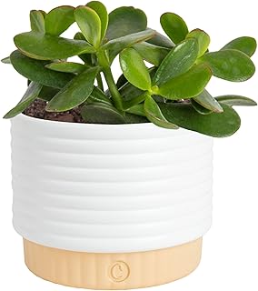 Costa Farms Jade Live Plant in Decorative Pot, Succulent Indoor Housepla...