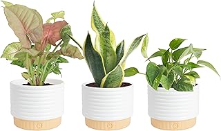 Costa Farms Live Indoor House Plants (3-Pack), Hand Selected Easy to Mai...