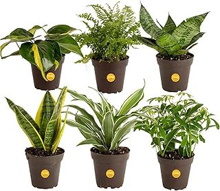 Costa Farms Live Indoor House Plants (6-Pack), Hand Selected Easy to Mai...