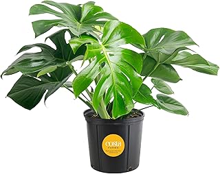 Costa Farms Monstera, Swiss Cheese Live Plant in Plastic Pot, Large Indo...
