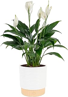 Costa Farms Peace Lily Live Plant in Decorative Pot, Air Purifying Flowe...