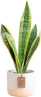 Costa Farms Snake Plant Live Houseplant, Sansevieria in 4-Inch Decor Pot...
