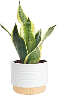 Costa Farms Snake Plant, Live Sansevieria Indoor Houseplant in 4-Inch De...