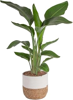Costa Farms White Bird of Paradise Live Plant in Decorative Pot, Large I...