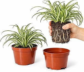 Easy to Grow Spider Plant Variegated 2 Full Size Potted Plants - Large E...