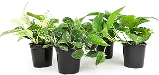 Live Pothos Plants (4PK) Indoor Plants Live Houseplants, Pothos Live Pla...